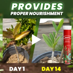 AAFQ® Organic Fertilizer Tablets- Slow Release Plant Food for 60 Days